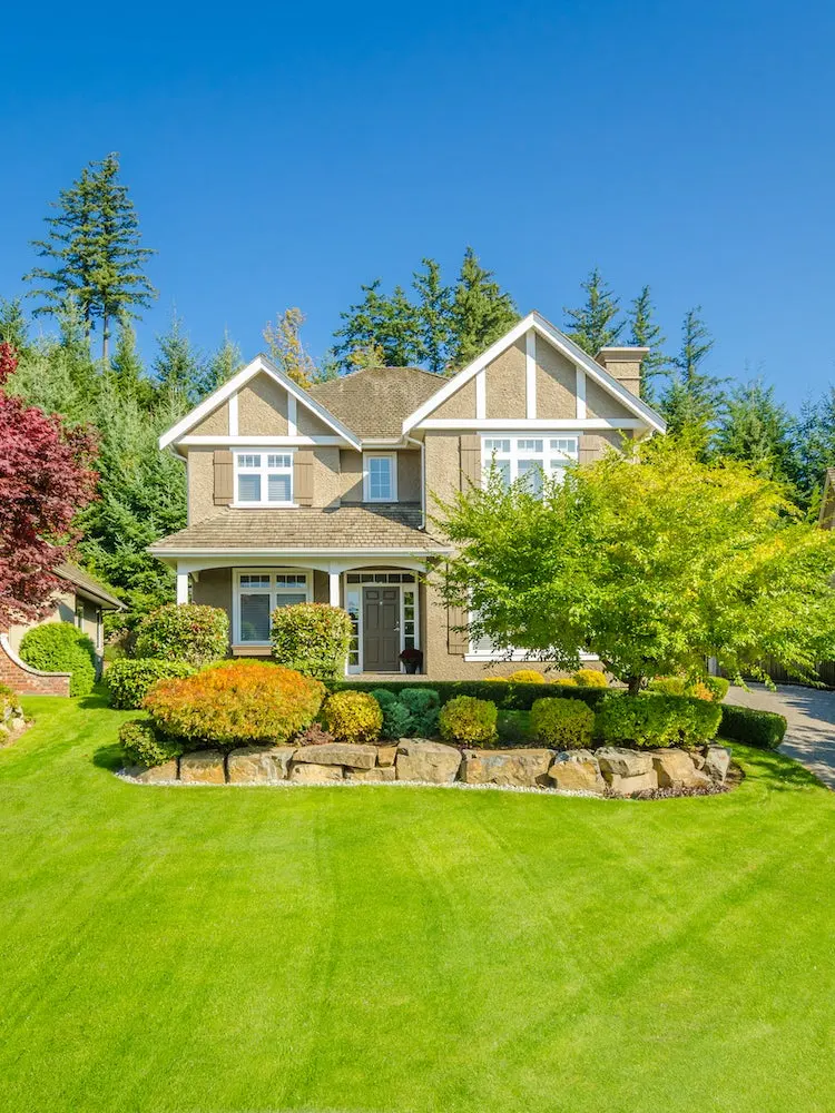 bad trees for yard